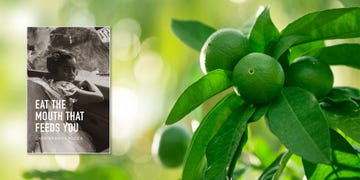 a green fruit on a plant