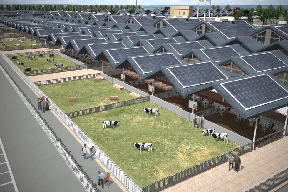 Weilanden vol koeien en zonnepanelen op het dak