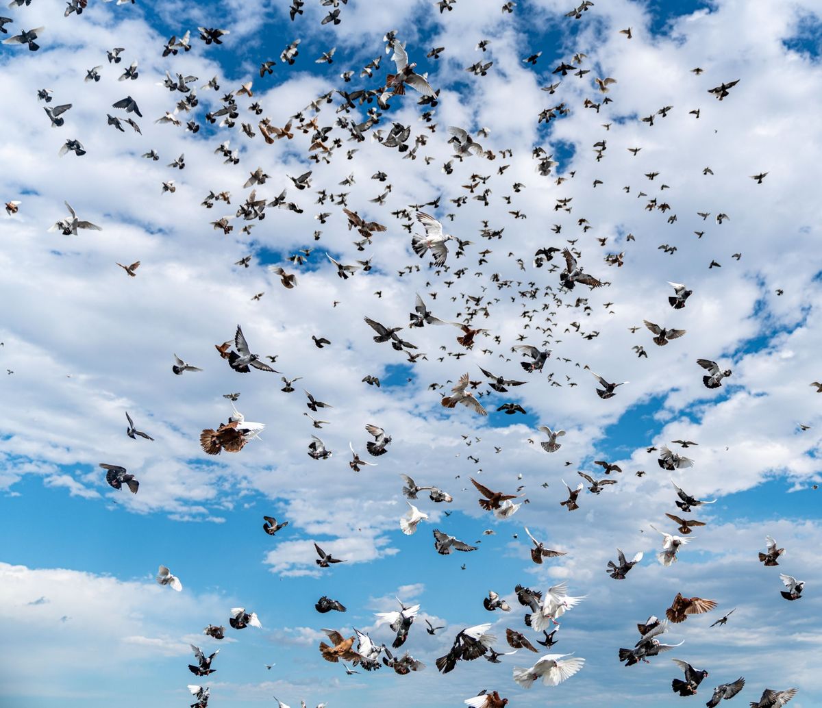 Hoeveel Vogels Vliegen Er Op Aarde Rond?
