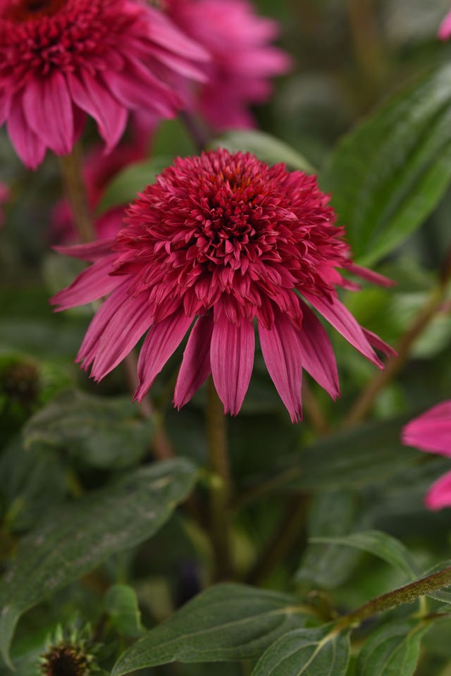 a close up of a flower