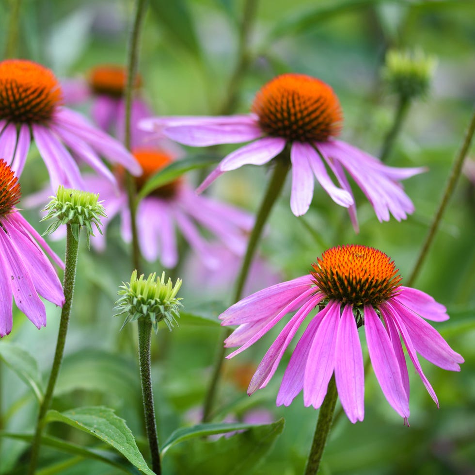 low maintenance front yard ideas perennial low maintenance front yard ideas perennial