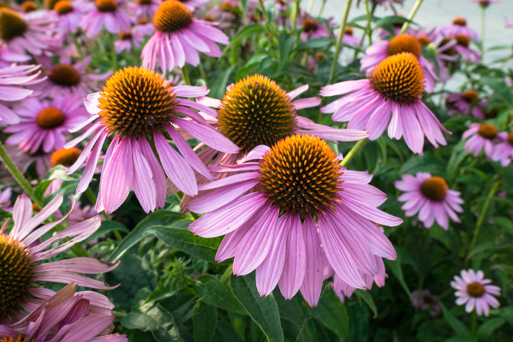 Chelsea Chop: Pruning Herbaceous Perennials, Chelsea Flower Show