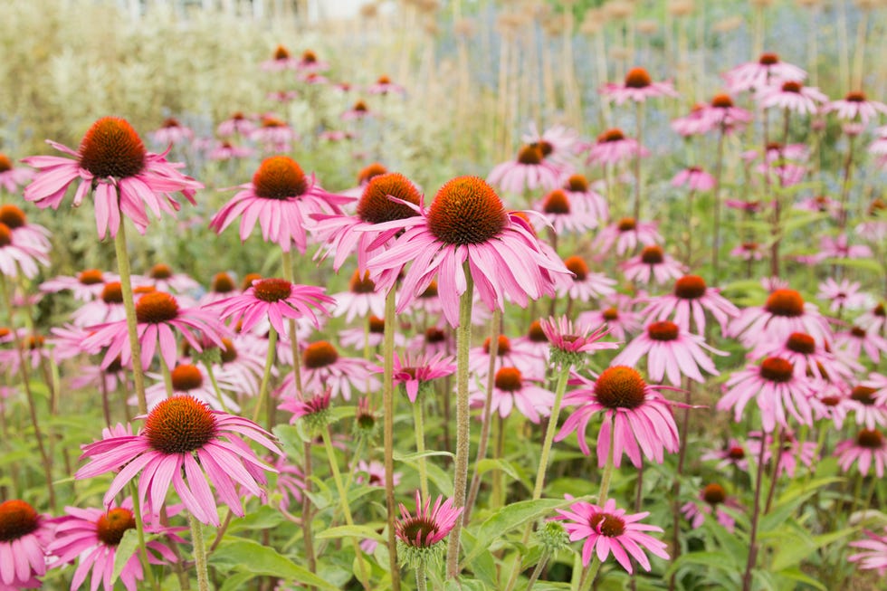 Echinacea Meadow