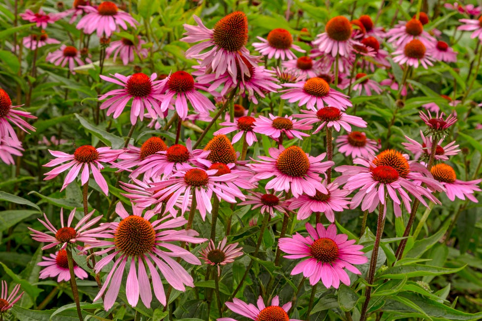 best perennials   echinacea purpurea 'rubinstern'