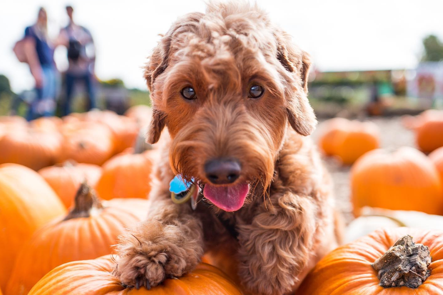 eckert's farms pumpkin patch