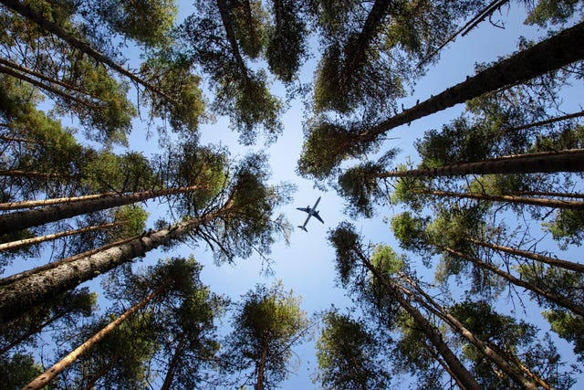 eco friendly air transport concept bottom view of the pine trees