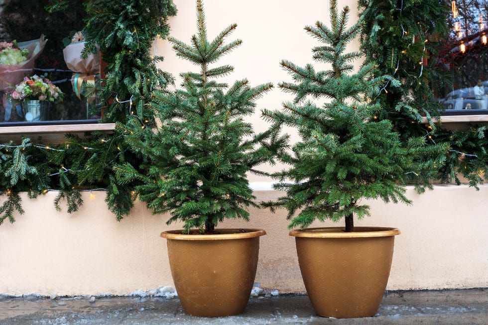 eco friendly christmas tree