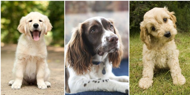 Dog, Mammal, Vertebrate, Dog breed, Canidae, Carnivore, Companion dog, Cocker spaniel, Sporting Group, Setter, 