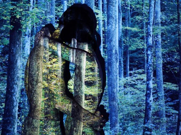 Forest, Old-growth forest, Nature reserve, Trunk, Woodland, Jungle, Northern hardwood forest, Sculpture, American black bear, Temperate broadleaf and mixed forest, 