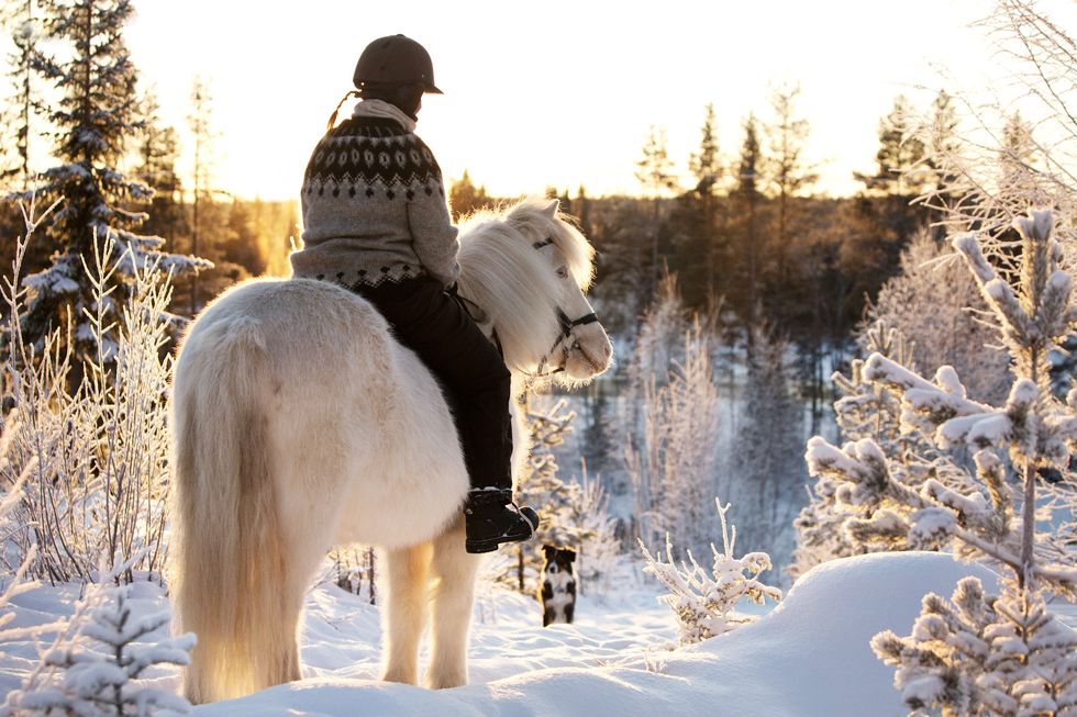 horse riding in swedish lapland