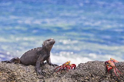 ecuador, galapagos islands, santa cruz, marine iguana, amblyrhynchus cristatus, and red rock crabs, grapsus grapsus