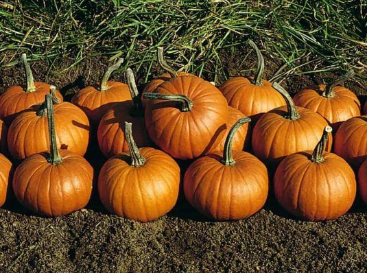 pumpkin species identifier