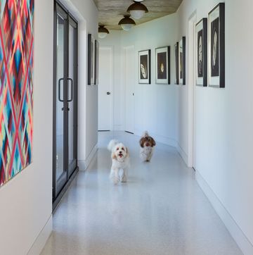 long white walkway with art on the walls and two adorable fluffy puppies in the middle taking a stroll toward the viewer