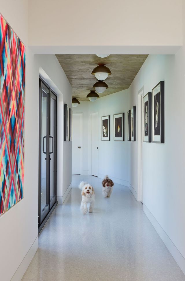 long white walkway with art on the walls and two adorable fluffy puppies in the middle taking a stroll toward the viewer
