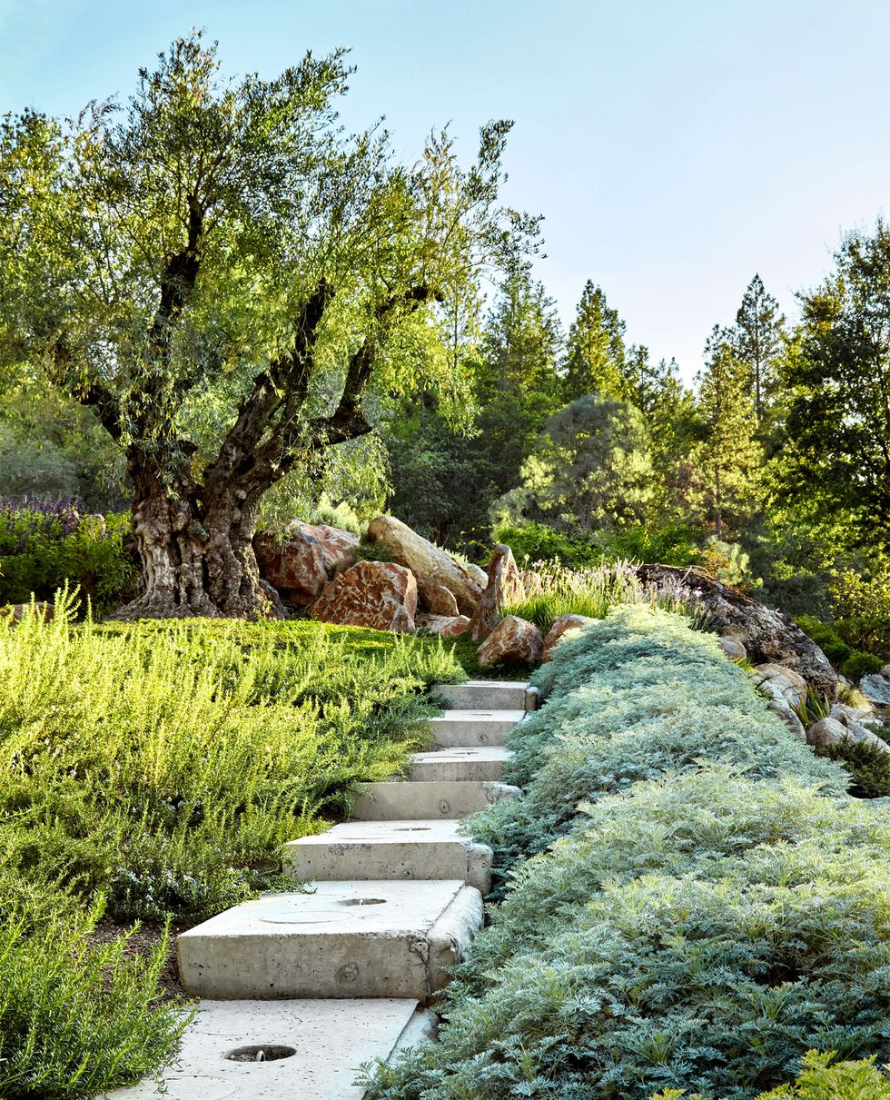 stone step pathway leading up between landscaped bushes to the top where there are more rocks and a large tree and some other trees in the middle distance