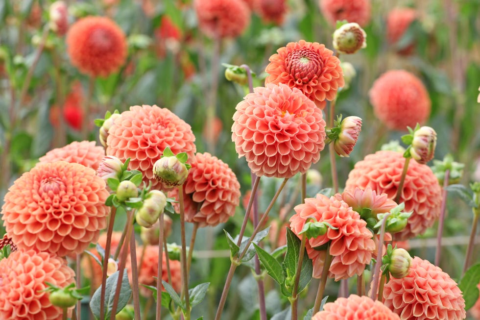orange and apricot coloured ball dahlia 'cornel brons' in flower.