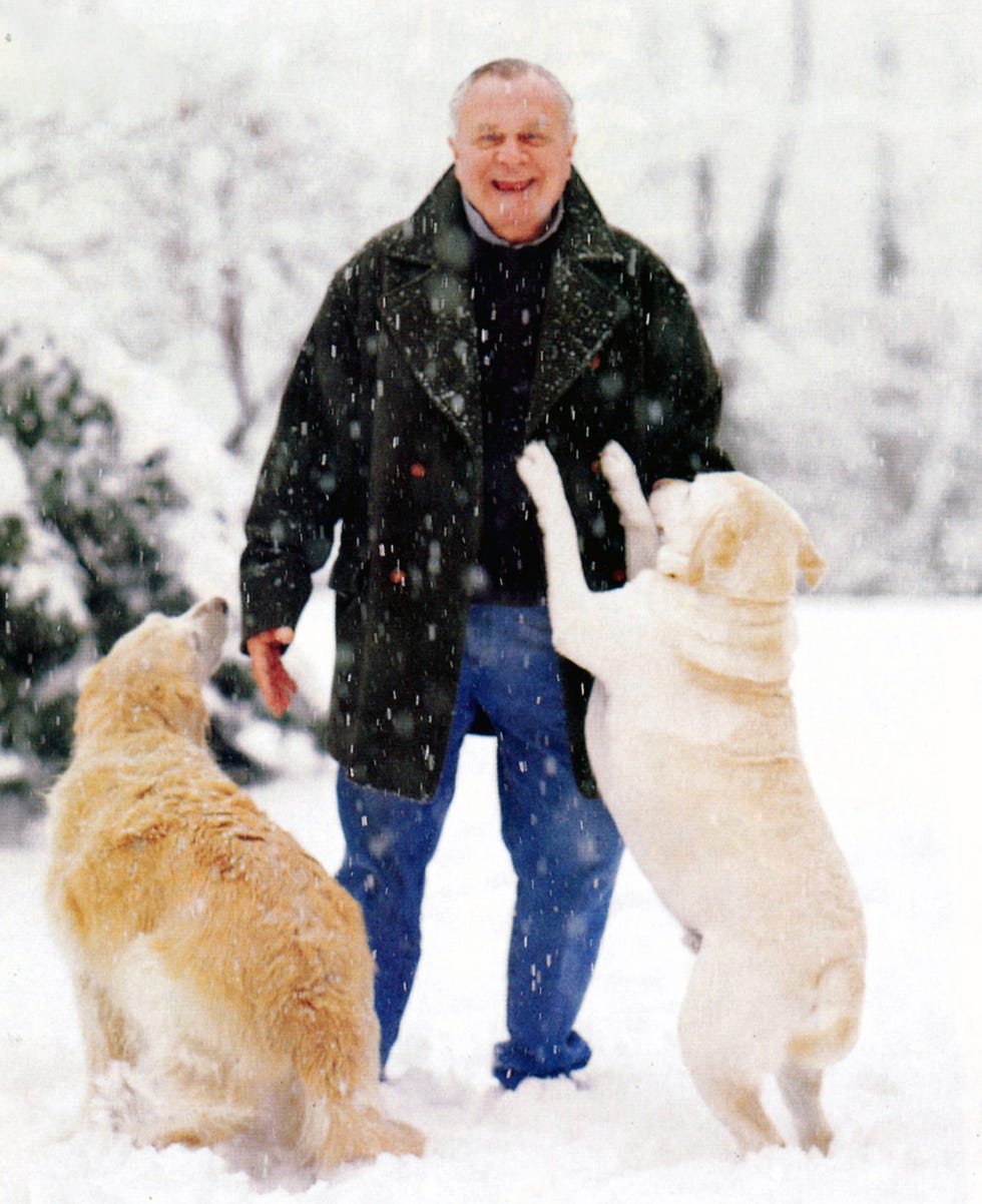 older man in black peacoat and jeans frolicking in the snow with a golden retriever and a golden lab