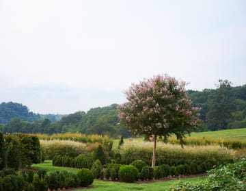 a tree in a field