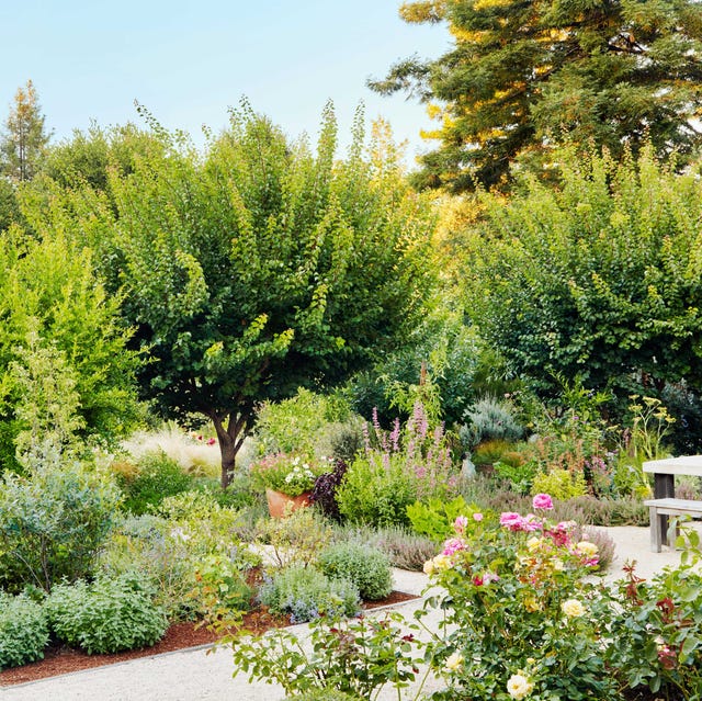 in a garden in hillsborough, california, designed by leslie bennett’s pine house edible gardens, apricot and pomegranate trees mix with beds planted with blueberries, roses, and shiso