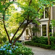 a victorian home, painted taupe with off white trim, has a porch with chairs, a short wraparound hedge, trees, and bushes including a flowering blue hydrangea, and a cobblestone pathway