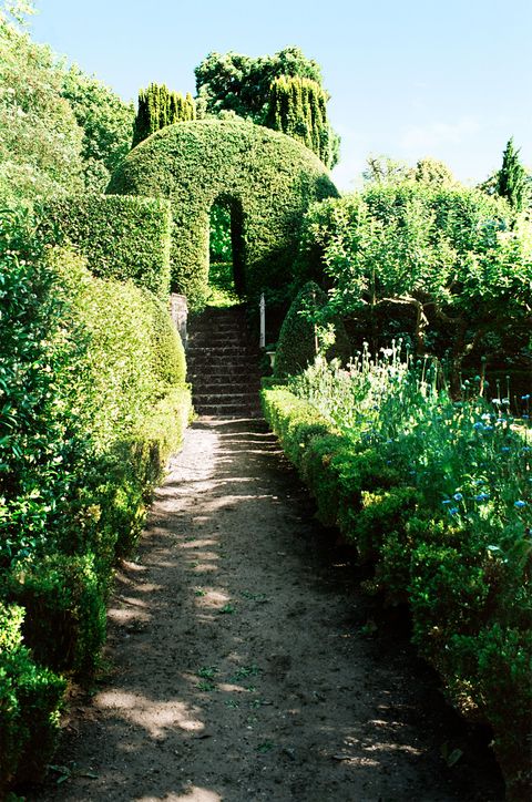 in the garden is a path lined with shrubs and flowering bushes leading up to steps and tall arch shaped topiary with taller trees beyond