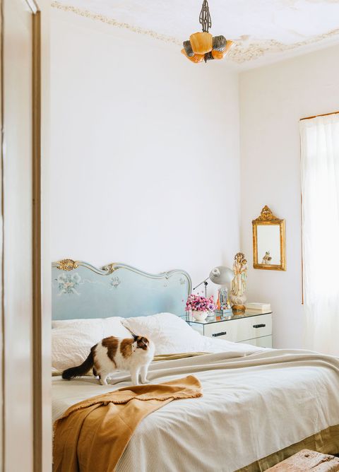 white airy bedroom with a roan and white colored cat standing on it looking rather annoyed
