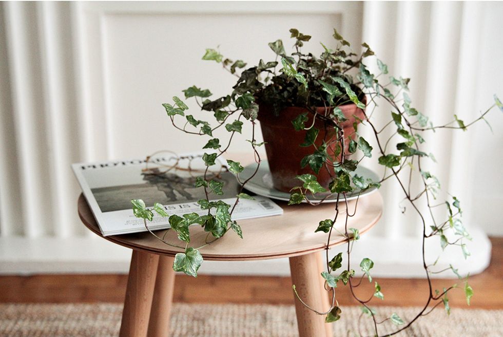 Flowerpot, Houseplant, Table, Furniture, Plant, Flower, Room, Herb, Interior design, Twig, 