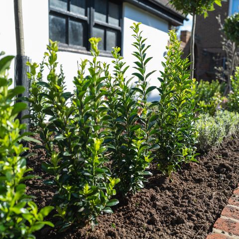 new plants including bay trees planted in a flower bed edged by bricks in front of a white wall of an outhouse or garage in a residential garden or back yard