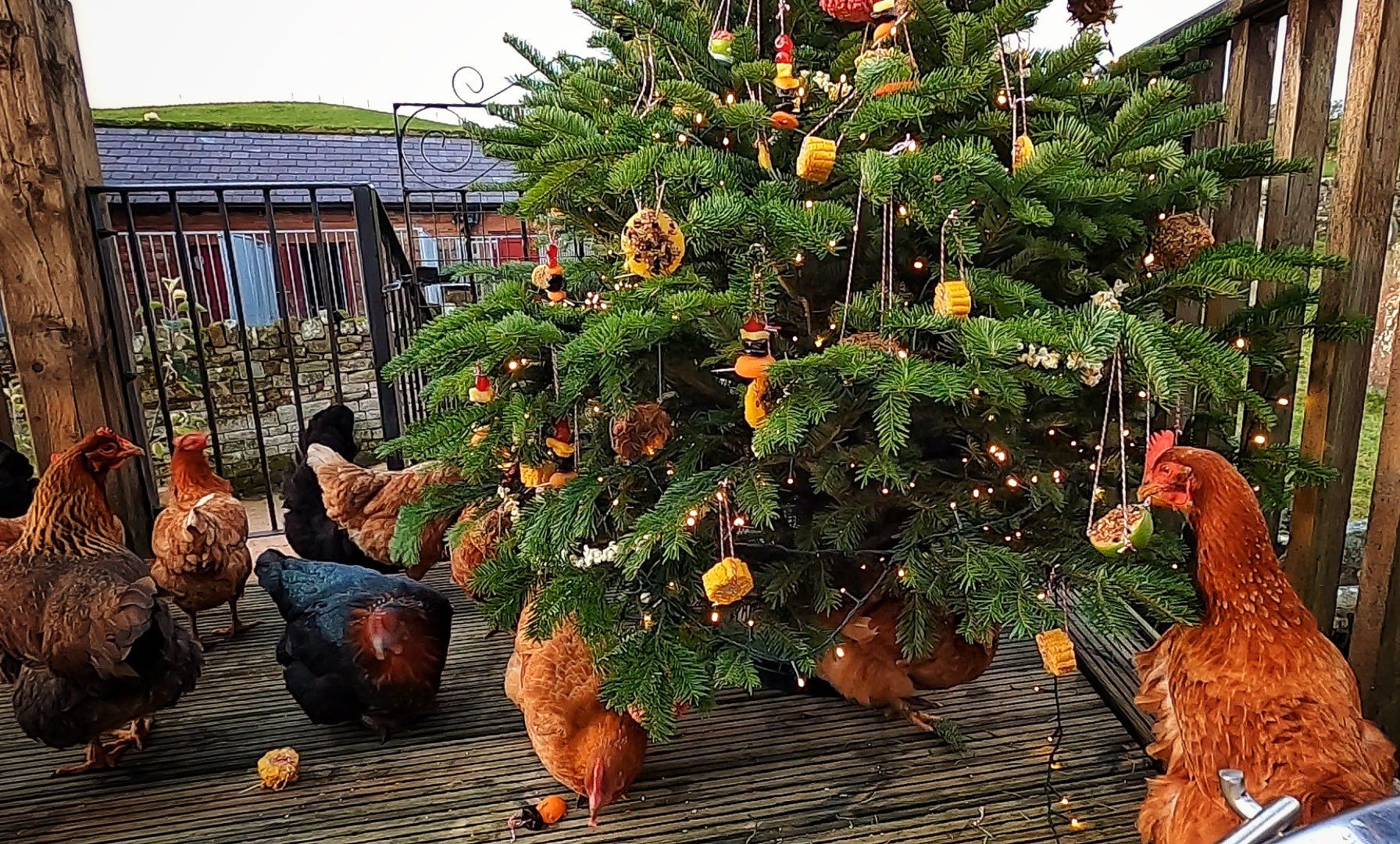 edible christmas ornaments for birds