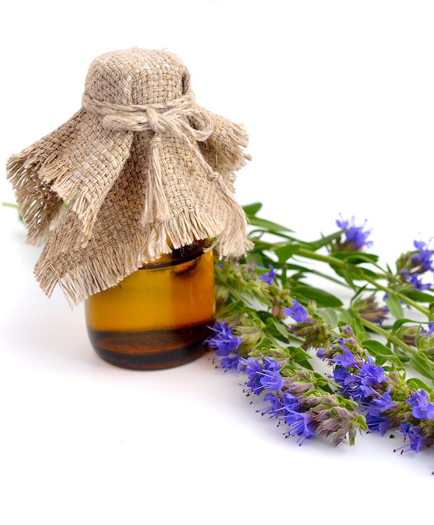 anise hyssop edible flowers in tea infusion