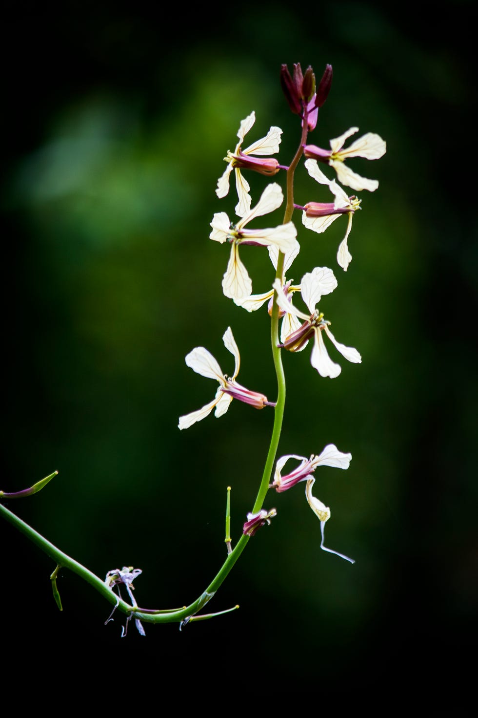 close up of edible flowers of arugula