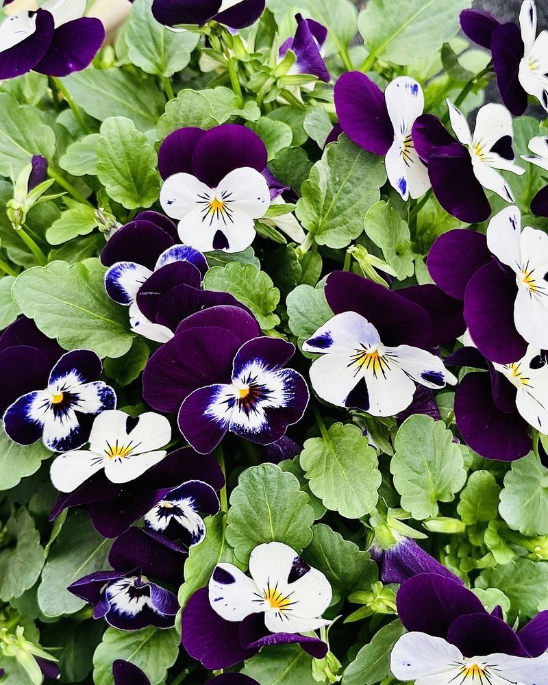 Red-&-Purple Edible s - Colorful Edible Flowers For Cakes