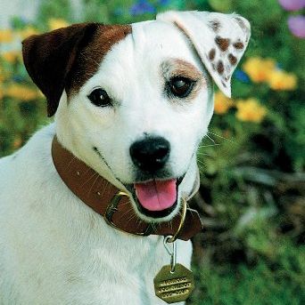 a photo of a white and brown jack russel terrier with a gold tag and leather collar