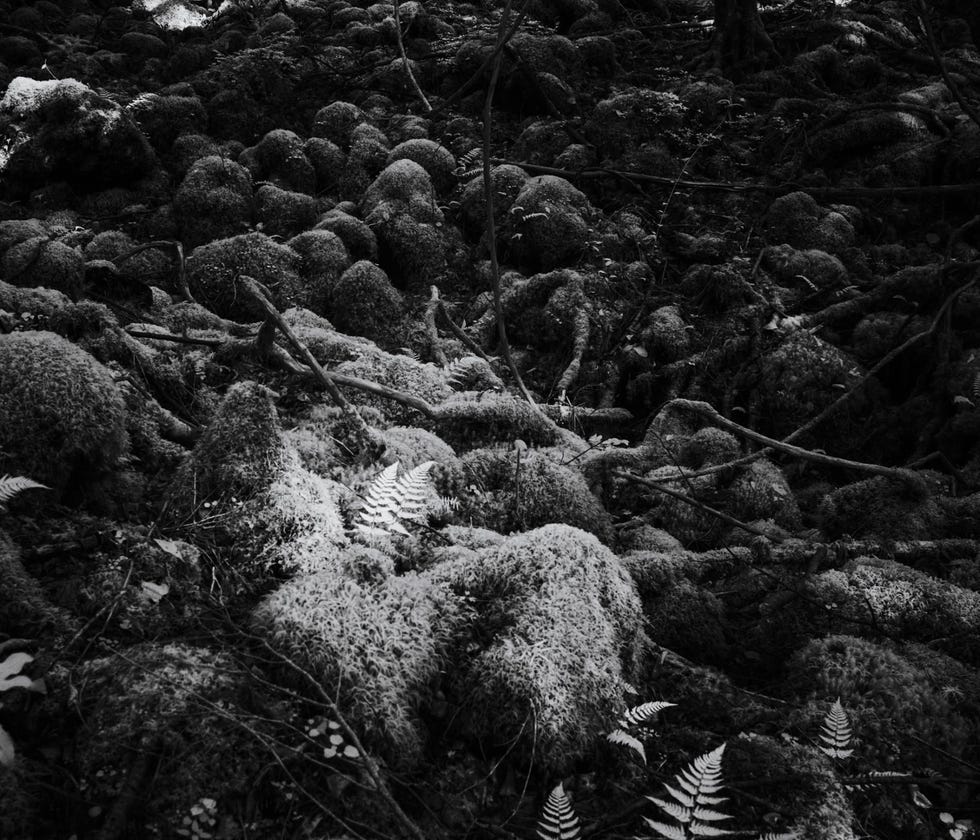 Foto Tomasz Lazar