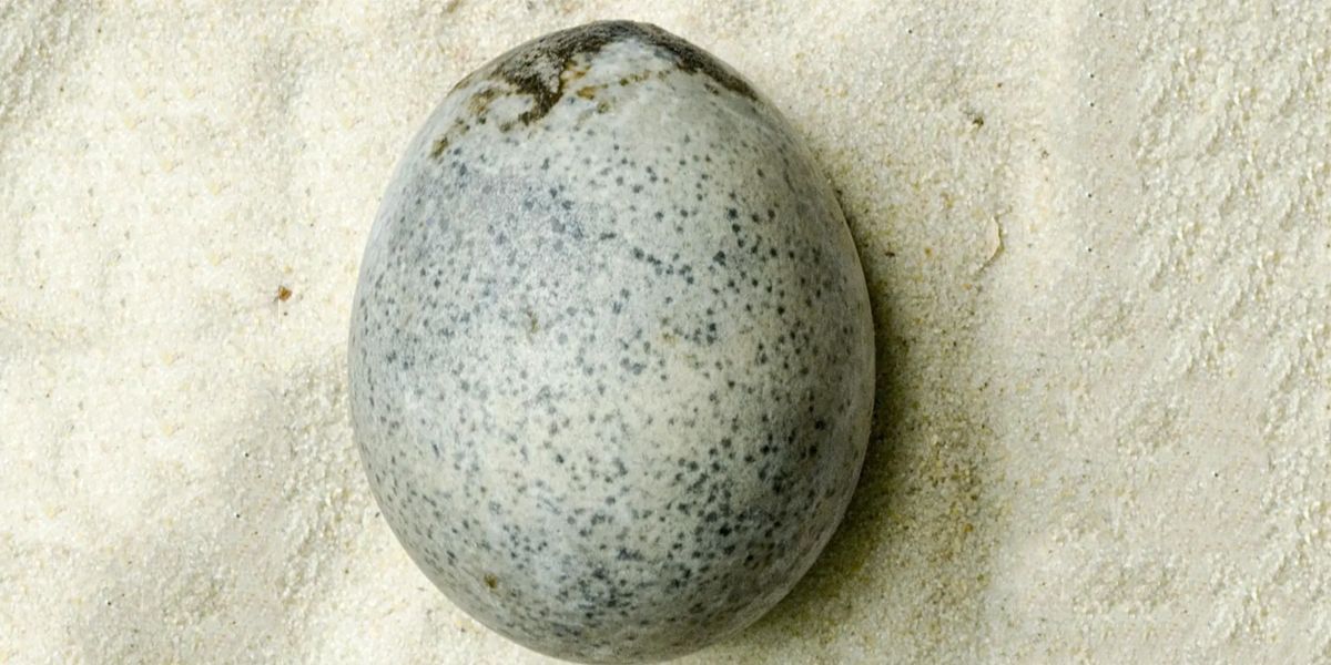 Rotten Eggs Smell - Archaeologists Find Ancient Eggs