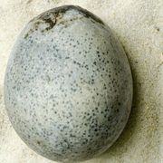 Egg, Egg, Easter egg, Rock, 