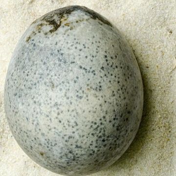 egg, egg, easter egg, rock,