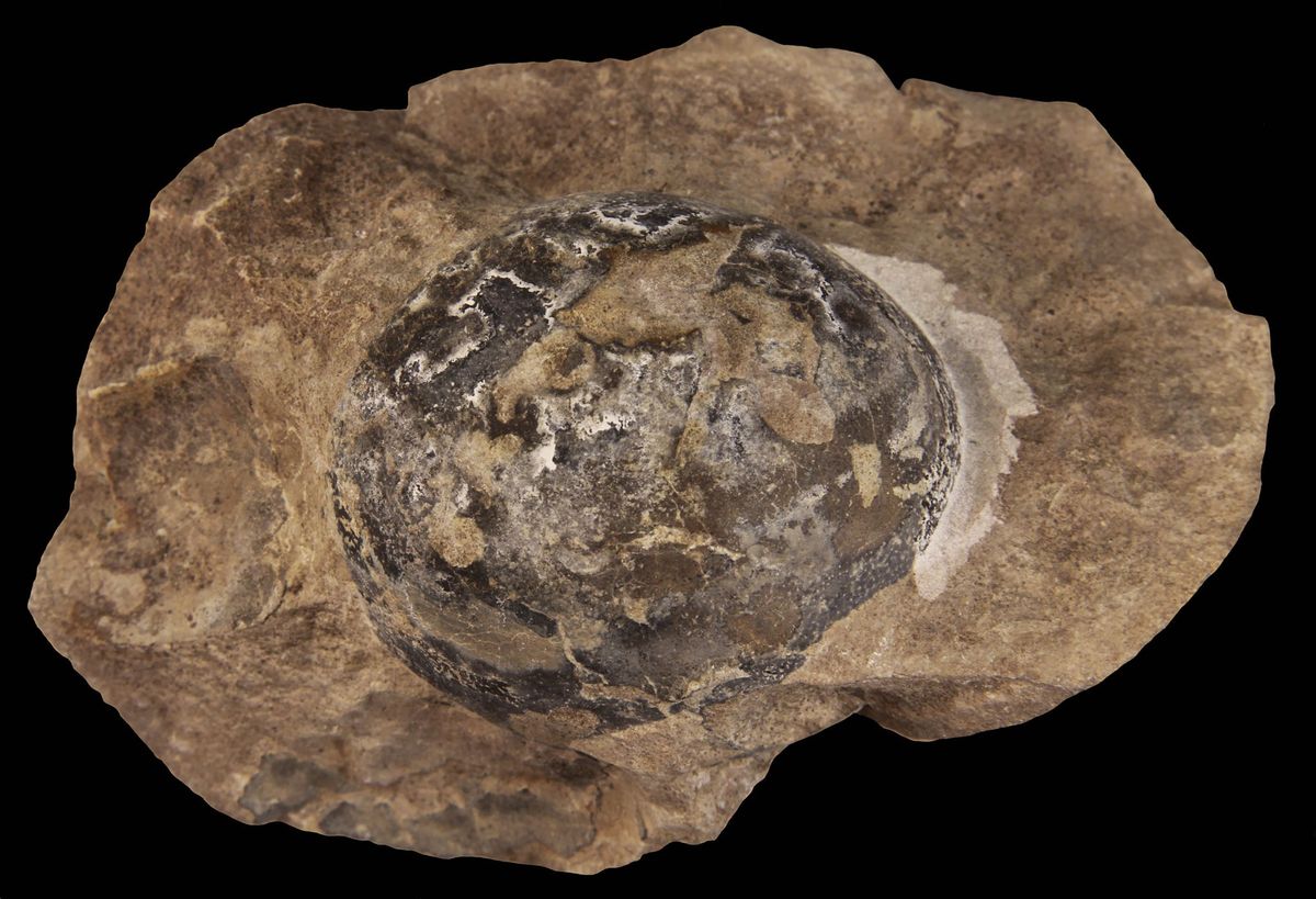 Dit gefossiliseerde ei werd gelegd door een Mussaurus een planteneter met een lange nek die een lengte van zes meter kon bereiken en tussen 227 en 2085 miljoen jaar geleden leefde in een gebied dat nu in Argentini ligt