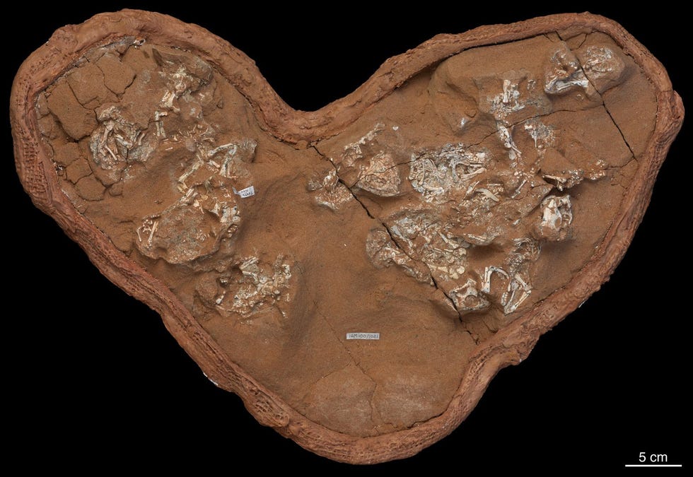 In 1995 ontdekten paleontologen die in de Gobiwoestijn aan het werk waren dit legsel van gefossiliseerde eieren en embryos afkomstig van een Protoceratops Het zijn de eerste eieren van een gehoornde dinosaurir die wetenschappelijk zijn beschreven