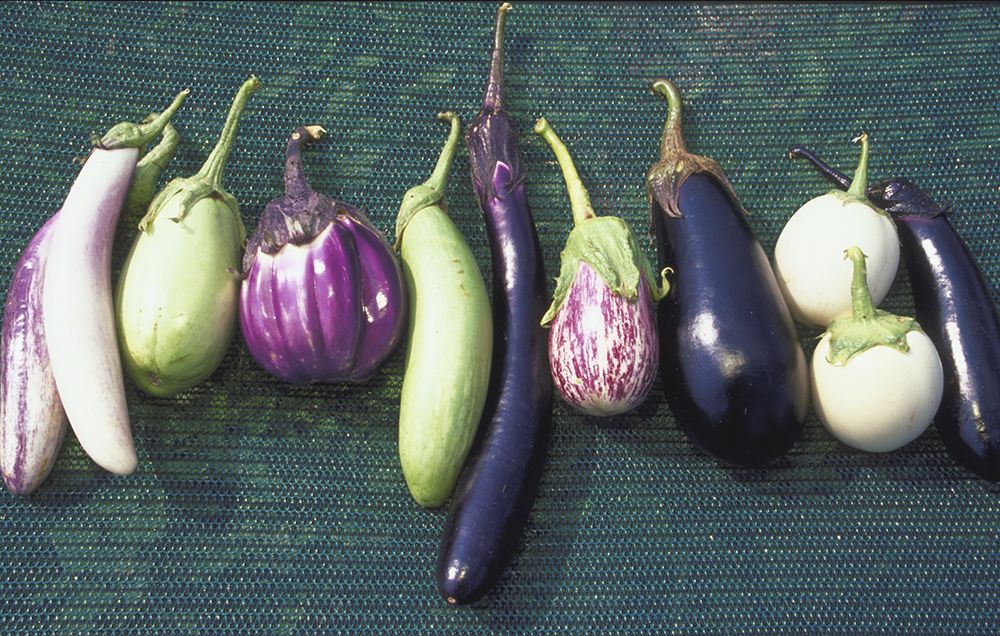 eggplants