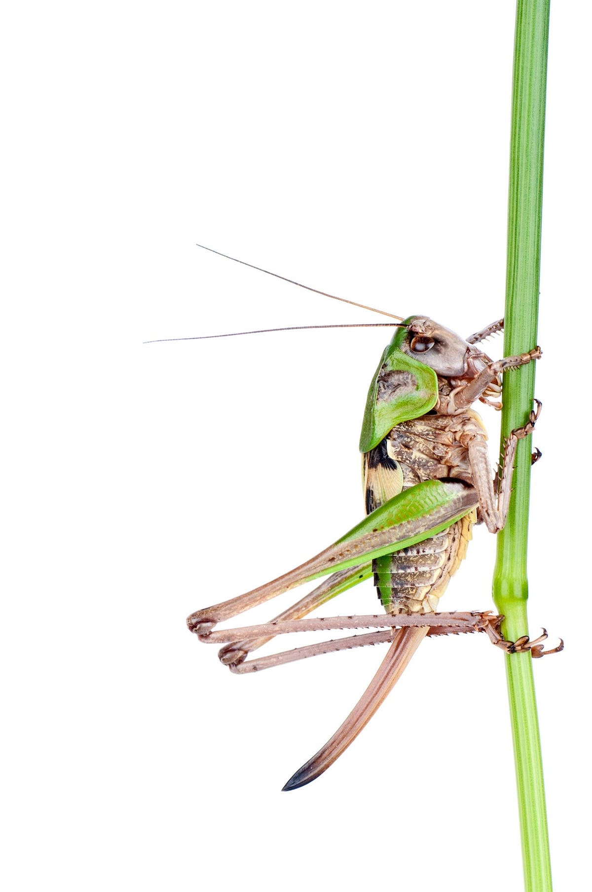 Wrattenbijter dectius verrucivorus Deze forse sabelsprinkhaan is in Nederland ernstig bedreigd nog enkele tientallen dieren leven op een kleine lap grond bij de Overasseltse en Hatertse Vennen bij Nijmegen In Vlaanderen geldt hij als uitgestorven in heel West en MiddenEuropa is de soort sterk achteruitgegaan