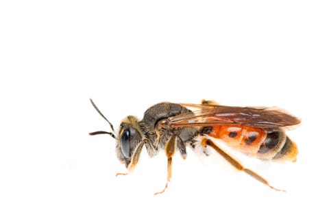 Knautiabij andrena hattorfiana De bedreigde knautiabij is afhankelijk van beemdkroon die in Nederland nog op kalkgrasland in ZuidLimburg en langs rivieren in het zuiden en oosten is te vinden In Belgi zijn er nog knautiabijpopulaties in het oosten en het zuiden van het land
