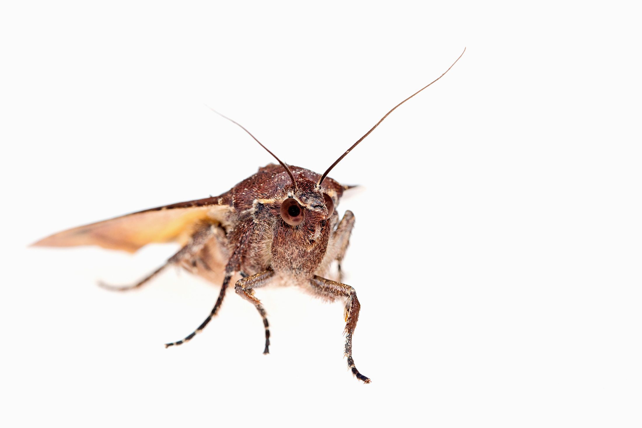 Huismoeder Noctua pronuba Een vrij grote nachtvlinder die ook in tuinen voorkomt Komt in Nederland algemeen voor in Belgi vooral in het noorden van het land