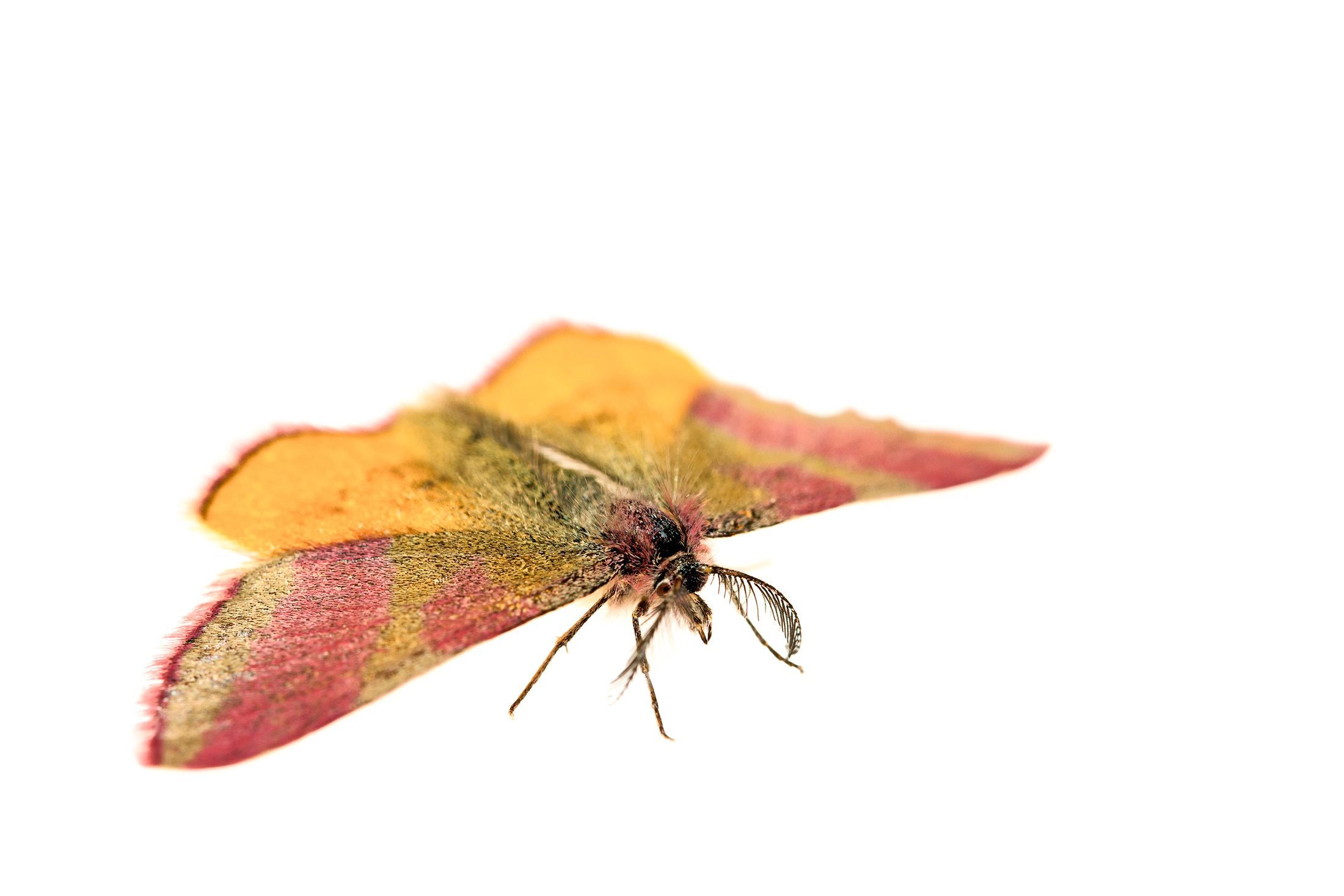 Zuringspanner Lythria cruentaria Deze kleine nachtvlinder vliegt ook overdag Hij komt in Belgi en Nederland nog algemeen voor en leeft vooral op zandgronden