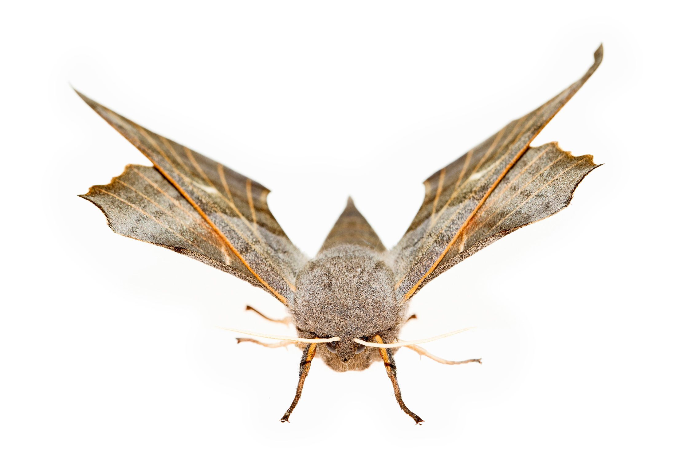 Plakker Lymantria dispar Komt in Nederland algemeen voor in Belgi vooral in Vlaanderen Het charismatische mannetje heeft grote geveerde antennes