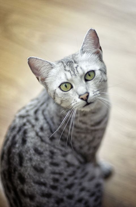 grey cat breeds egyptian mau