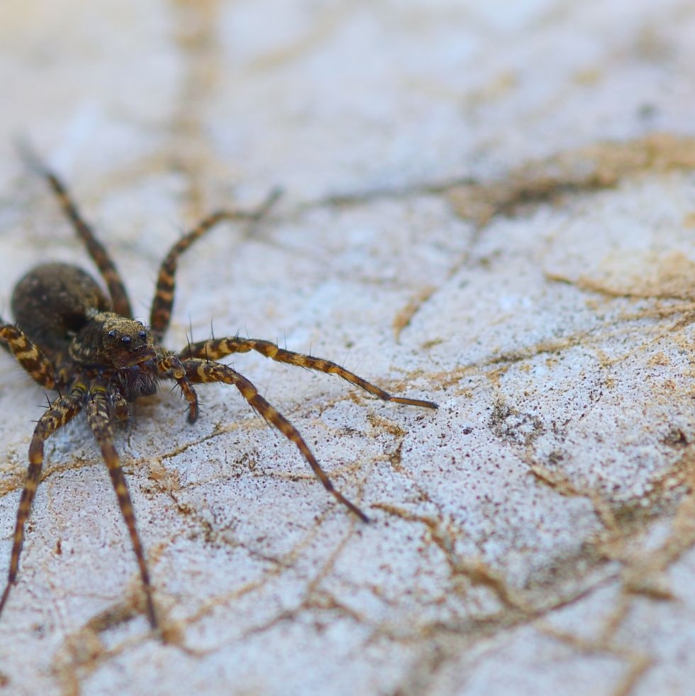 Eight legged brown wolf-spider on a rock close-up