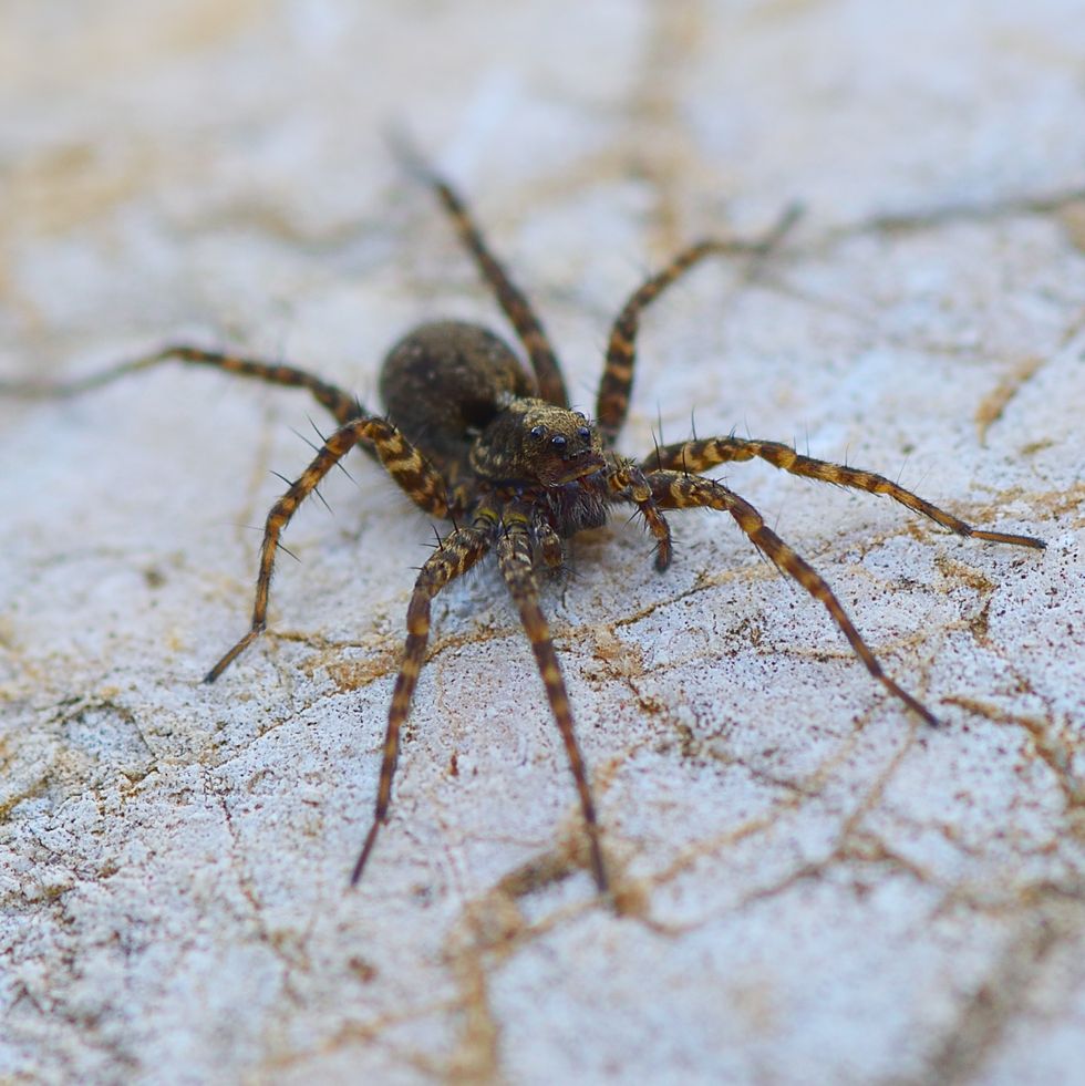 Eight legged brown wolf-spider on a rock close-up