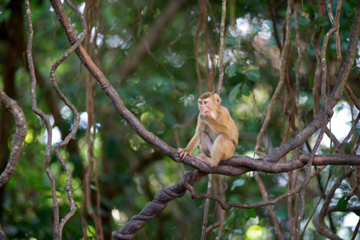 Op kokosplantages in het zuiden van Thailand worden lampongaapjes getraind om in palmbomen te klimmen en daar kokosnoten te plukken Buiten werktijden worden de aapjes vaak vastgeketend