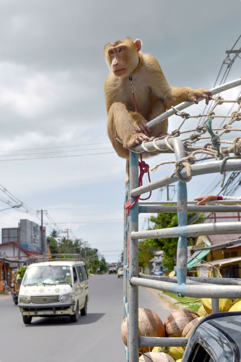 Enkele plantagehouders verklaarden tegenover onderzoekers van PETA dat het bezoek van inspecteurs aan hun kokosplantages van te voren was aangekondigd zodat ze de aapjes konden verbergen